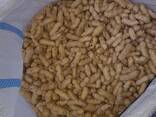 Арахис из солнечного Узбекистана - fotosurat 1