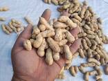 Арахис из солнечного Узбекистана - fotosurat 2