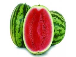 Арбуз сорт долби из Узбекистана