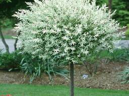 Bahor Gullari-Ива цельнолистная (Salix integra Hakuro Nishik