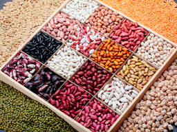 Бобовые культуры из Узбекистана