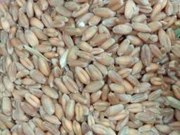 Бугдой (пшеница)