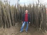 Chandler - Fernor Walnut Saplings (Tree) - fotosurat 2