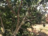 Chandler - Fernor Walnut Saplings (Tree) - fotosurat 3