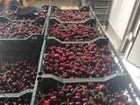 Черешня - fotosurat 1