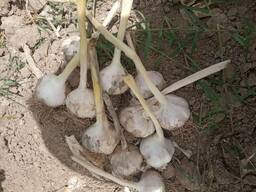 Чеснок свежая-export garlic fresh