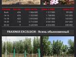 Декоративные деревья от производителя. Оптом. - fotosurat 8