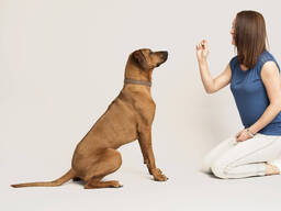 Дрессировка собак Наим: вольеры для собак; Балансир для собак… в Ташкенте