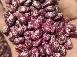 Поставка, экспорт бобовых культур из Узбекистана (Фасоль королевская)