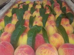 Фрукты, Персики