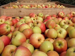 Фрукты, Яблоки