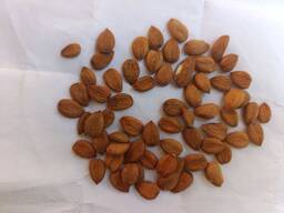 Горькое ядро абрикоса/Bitter Apricot Kernel