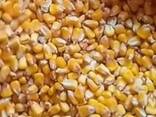 Grain. Зерно - фото 1