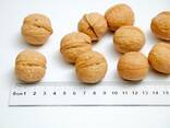 Грецкий орех в скорлупе(средний, калиброван) - фото 1