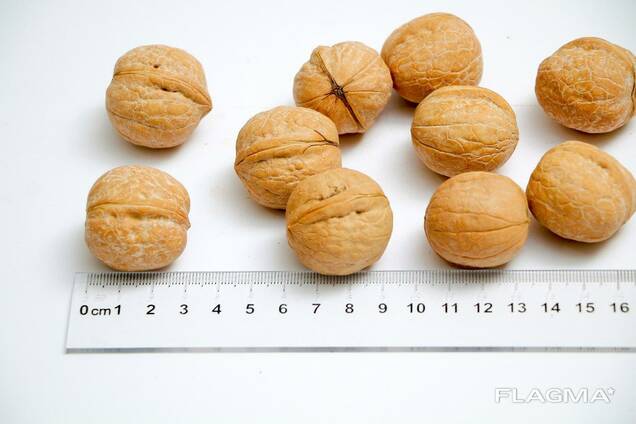 Грецкий орех в скорлупе(средний, калиброван)