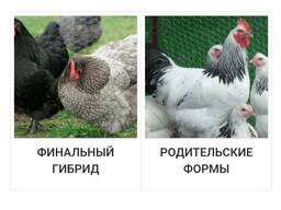 Yumurtadan chiqqan tuxum, bir kunlik Dominant