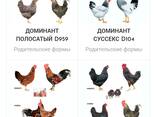 Yumurtadan chiqqan tuxum, bir kunlik Dominant - fotosurat 2