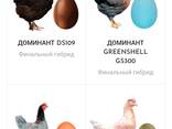Yumurtadan chiqqan tuxum, bir kunlik Dominant - fotosurat 3