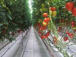 Испанская промышленная теплица «Rufepa Tecnoagro» - фото 1