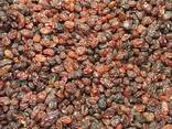 Изюм Афтоби, Aftobi Raisins, Rodzynki Aftobi, Ізюм Афтобі. - фото 3