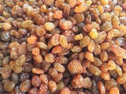 Изюм коричневый сорт Обжуш Гигант