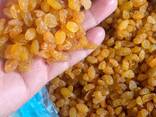 Поставка, экспорт сухофруктов из Узбекистана (Изюм голден) - fotosurat 3