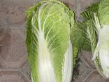 Капуста - fotosurat 2