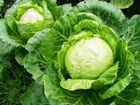 Бухарест Капуста Урожай 2021 - fotosurat 1