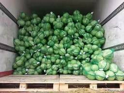 Бухарест Капуста Урожай 2021