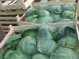 Бухарест Капуста Урожай 2021 - fotosurat 2