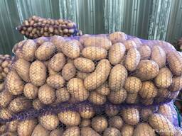 Картофель, лук оптом