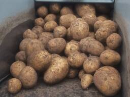 Картофель. Морковь. Капуста