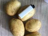 Картофель - Огромный объём - идеальное качество - fotosurat 1