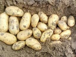 Картофель семенной