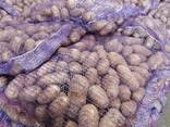 Картофель свежий - fotosurat 1