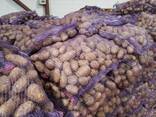 Картофель свежий - fotosurat 3