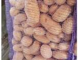 Семена картофеля продовольственного - fotosurat 1