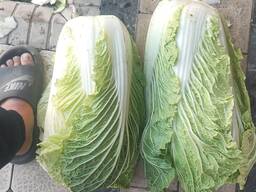 Китайская капуста