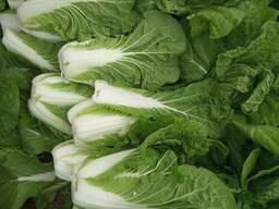 Пекинка Капуста Урожай 2021