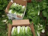 Пекинка Капуста Урожай 2021 - fotosurat 3