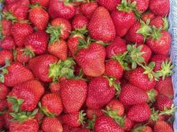Экспорт frukti i ovohsi