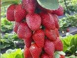 Клубника - fotosurat 3