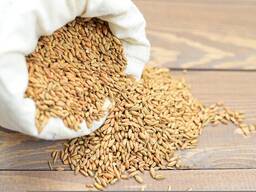 Makkajo'xori kepagi arpa don yemi