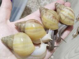 Косметологические улитки ахатины