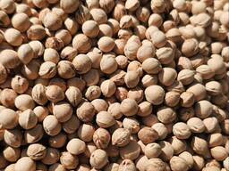 Косточки вишни