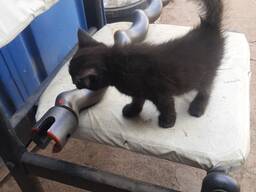 Котята в хорошие руки бесплатно