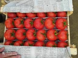 Красный помидоры