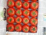Красный помидоры - fotosurat 2