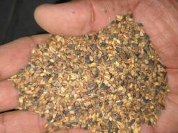 Кунжут урожай 2019года Узбекистан