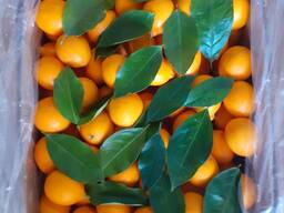 Лимон оптом в Ташкенте!